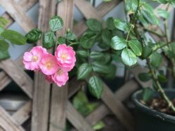 点击看大图 -悦芳庭美肤美体品牌集合店