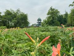 -桂湖森林公园