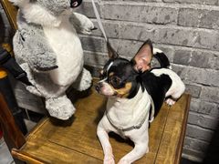 -九尺赵老四鲜鹅肠火锅