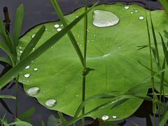 -高子水居