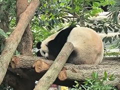 -成都动物园