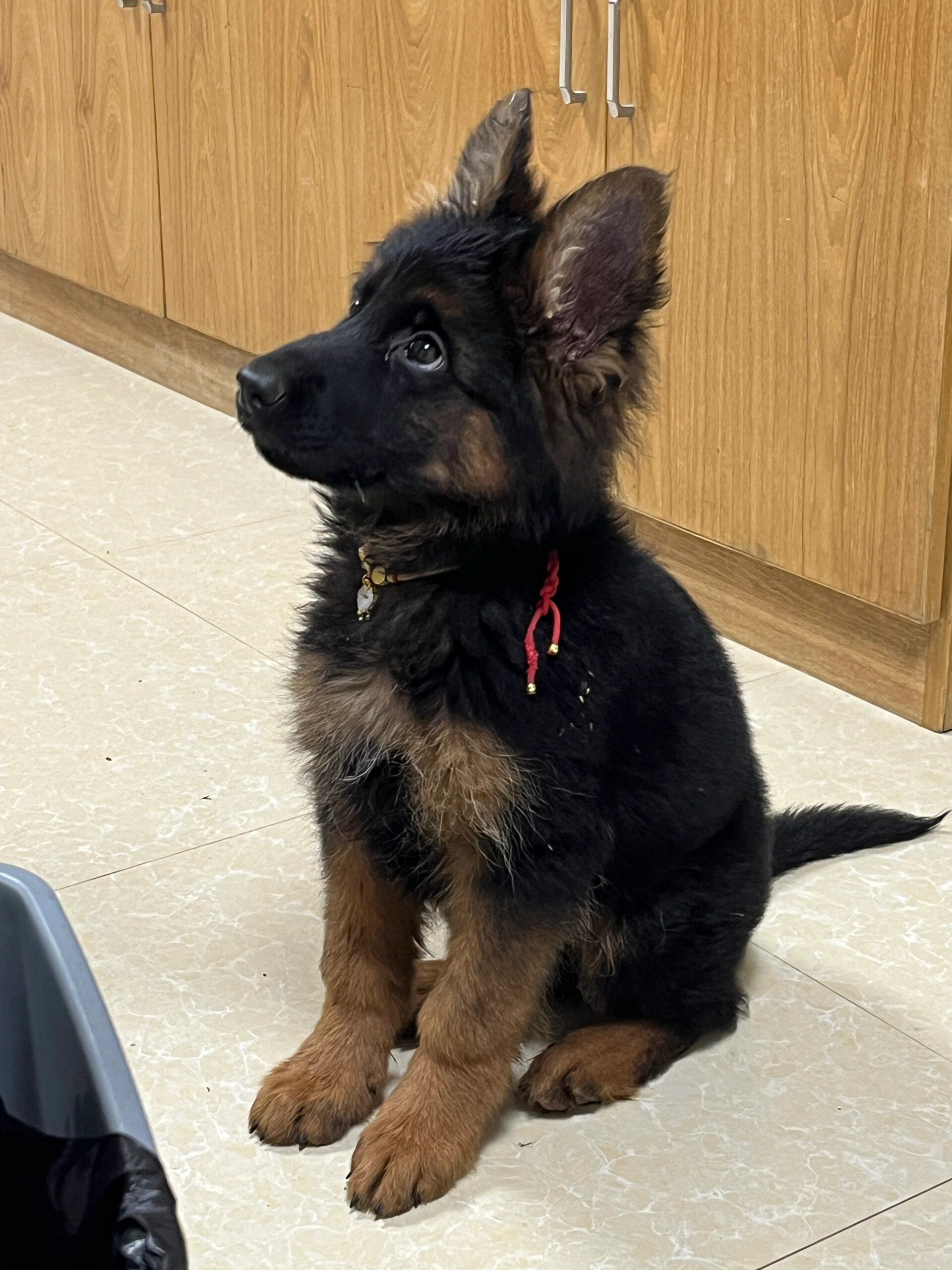 五个月德牧怎么喂养