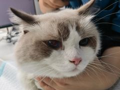 -萌兽医馆·宠物医院·猫骨科(创景店)