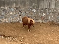 -石家庄市动物园