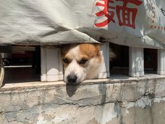 栗子-小梁哥云吞面(黄贝岭店)
