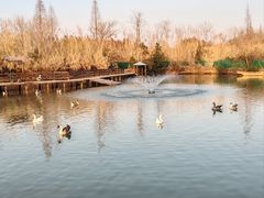 -溱湖国家湿地公园