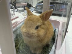 -立德异宠动物医院.兔鸟爬.内窥镜(天河店)