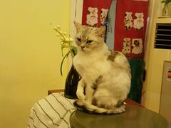 -猫色咖啡·猫咖