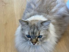 -有喵·猫咖·狗咖·40+猫狗有小奶狗(岗厦店)