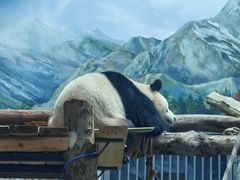 -武汉动物园