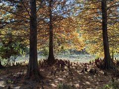 -溱湖国家湿地公园