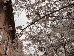 -武汉大学-樱园