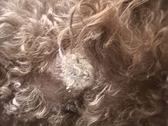 -暖阳宠物医院·犬猫康复中心·骨科