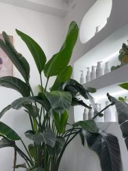 -Dr.Jane皮肤管理中心