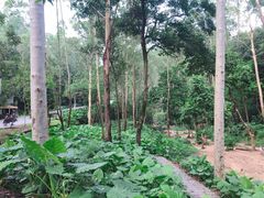 -火炉山森林公园