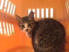 光景动物医院(江南中店)-瑞派动物医院·绝育·犬猫全科·预防医学(光景江南中店)