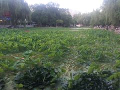-莲湖公园