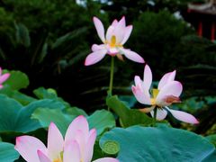 -国家植物园南园