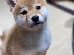 -逗柴咖啡屋·狗咖猫咖宠物桌游