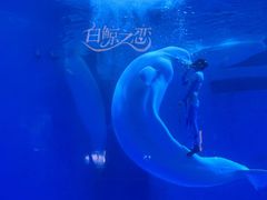 -海合安成都极地海洋公园
