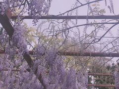 -嘉定紫藤园