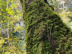 -云南屏边大围山国家公园