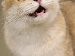 -逗柴咖啡屋·狗咖猫咖宠物桌游