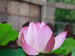 -陈家山荷花公园