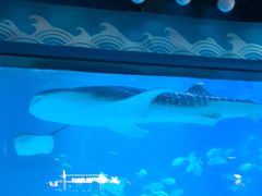 -烟台海昌鲸鲨海洋公园