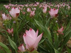 -松山湖梦幻百花洲