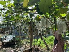 -马陆小张葡萄园农家乐