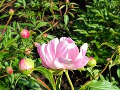 -黑龙江省森林植物园