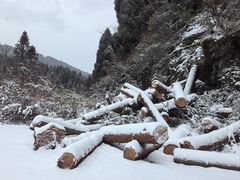 -武陵山森林公园