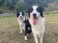 -趣多多宠物公园·宠物训犬学校·宠物寄养