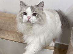 -有喵·猫咖·狗咖·30几只猫10只小狗(岗厦店)
