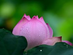 -四川大学(华西校区)