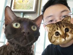 -喵屿·大理花园猫咖