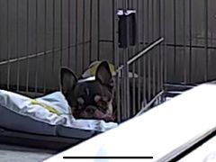 -贝康宠物医院·犬猫全科·小动物特色诊疗中心(东环路店)