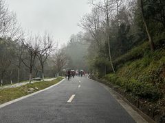 -都江堰中华大熊猫苑