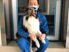 -北京派仕佳德动物医院·超导核磁·CT·神经科·骨科·内外科·急重症管理中心