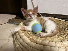 -瑞派天宁宠物医院·猫科·异宠中心