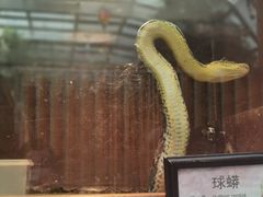 -上海大自然野生昆虫馆(东方明珠·爬宠昆虫探索中心)
