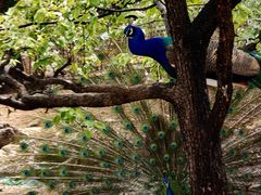 -丽泽山庄·生态怀柔菜·虹鳟鱼(红螺寺店)