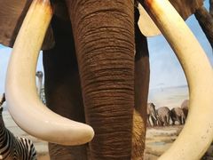 -陕西自然博物馆