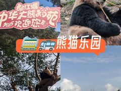 -都江堰中华大熊猫苑