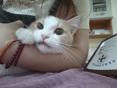 -动物缘宠物医院·骨科·猫科(西二环店)