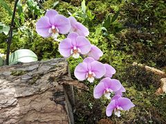 -国家植物园南园