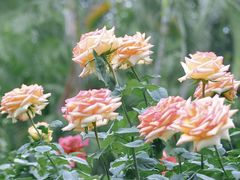 -福田红树林生态公园