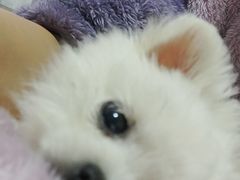 -喜多萌中农锦绣动物医院24H·猫科·牙科MRI·CT
