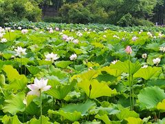 -桂湖森林公园